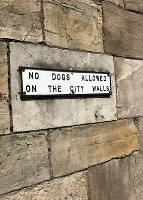 no dogs