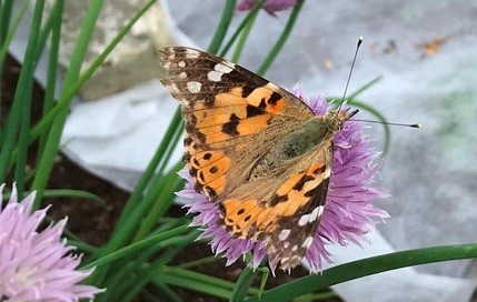 nordafrikansk tistelfjäril